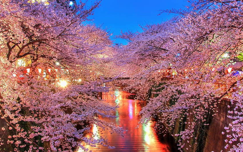 Desktop Wallpaper Landscape Cherry Blossom