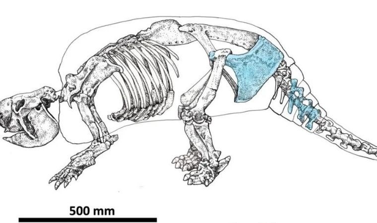 Dinozor Amedtımes