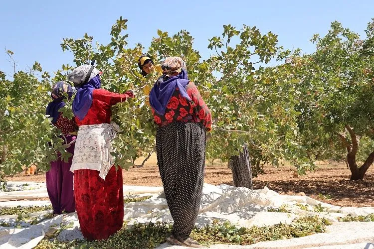 Fıstık Hasadı