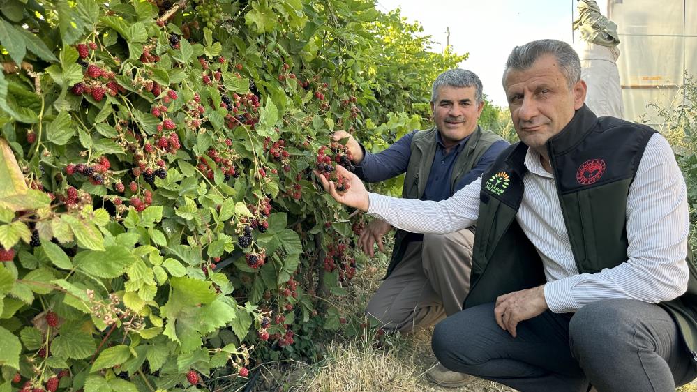 Hakkari Amedtimes-1