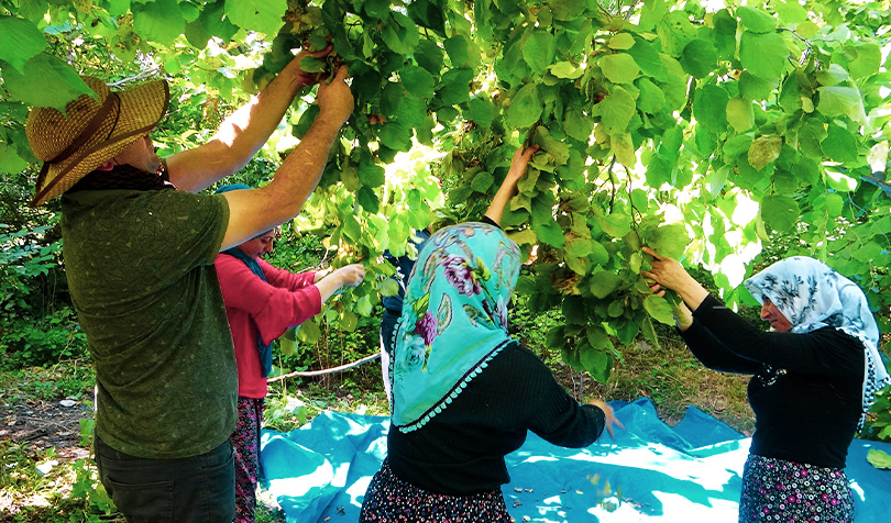 Amedtimes Fındık2