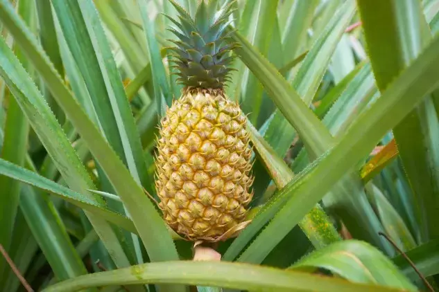 ananas1