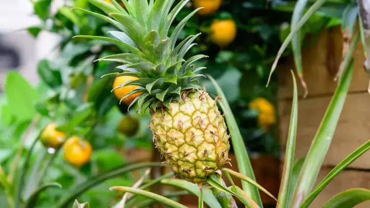 Ananas