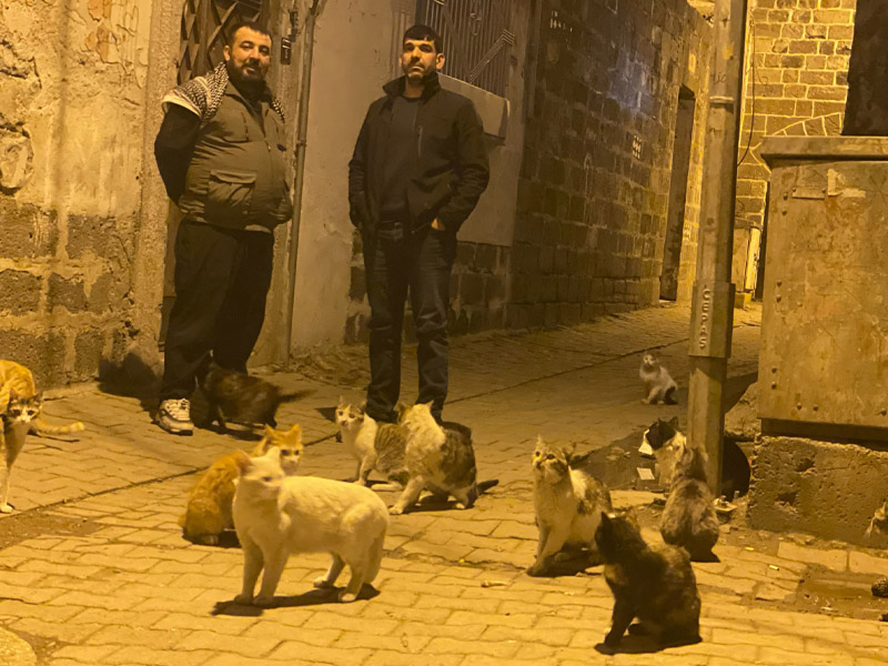 Diyarbakır’ın Bu Mahallesindeki Kediler Sadece Ciğer Yiyor4