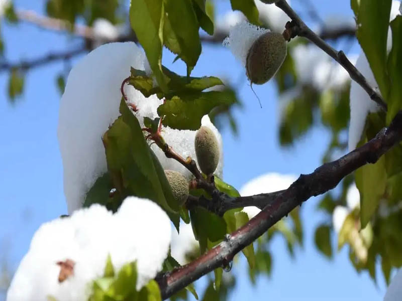 Zirai Don Afet Ilanı Sonrası Çiftçilere Hangi Destekler Sağlanıyor Afet Bölgesi Olunca Ne Olur5