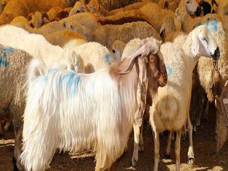 Bayram Tatili Uzadı Mı Bayram Tatili Kaç Gün2