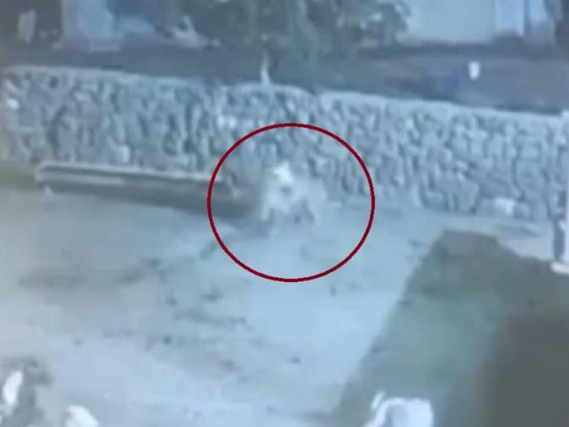 Diyarbakır’da Koyun, Kurtun Elinden Ölü Taklidiyle Kurtuldu (2)