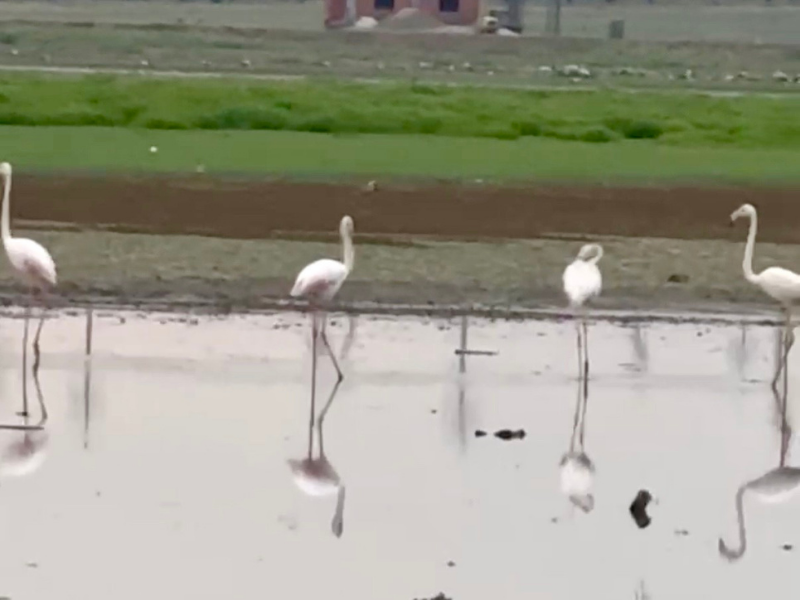 Diyarbakır’da Yıllar Sonra Ilk Kez Flamingo Görüldü (1)