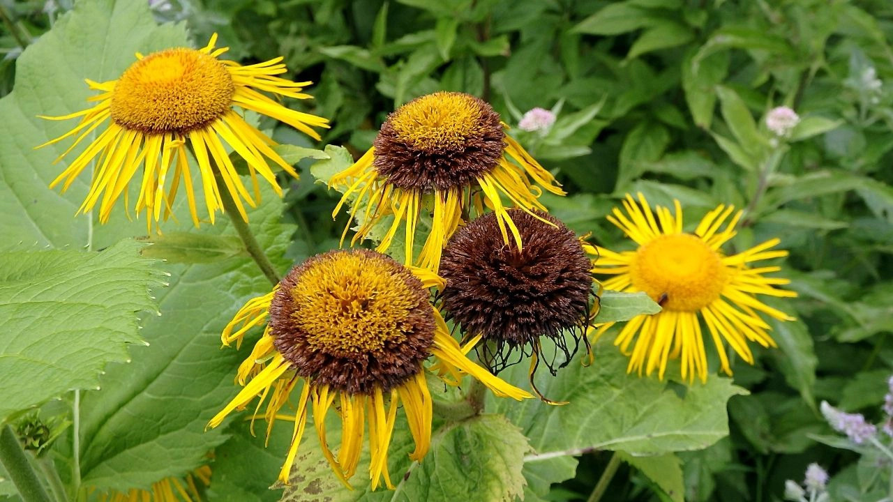 Andız Otu Nedir Faydaları (2)