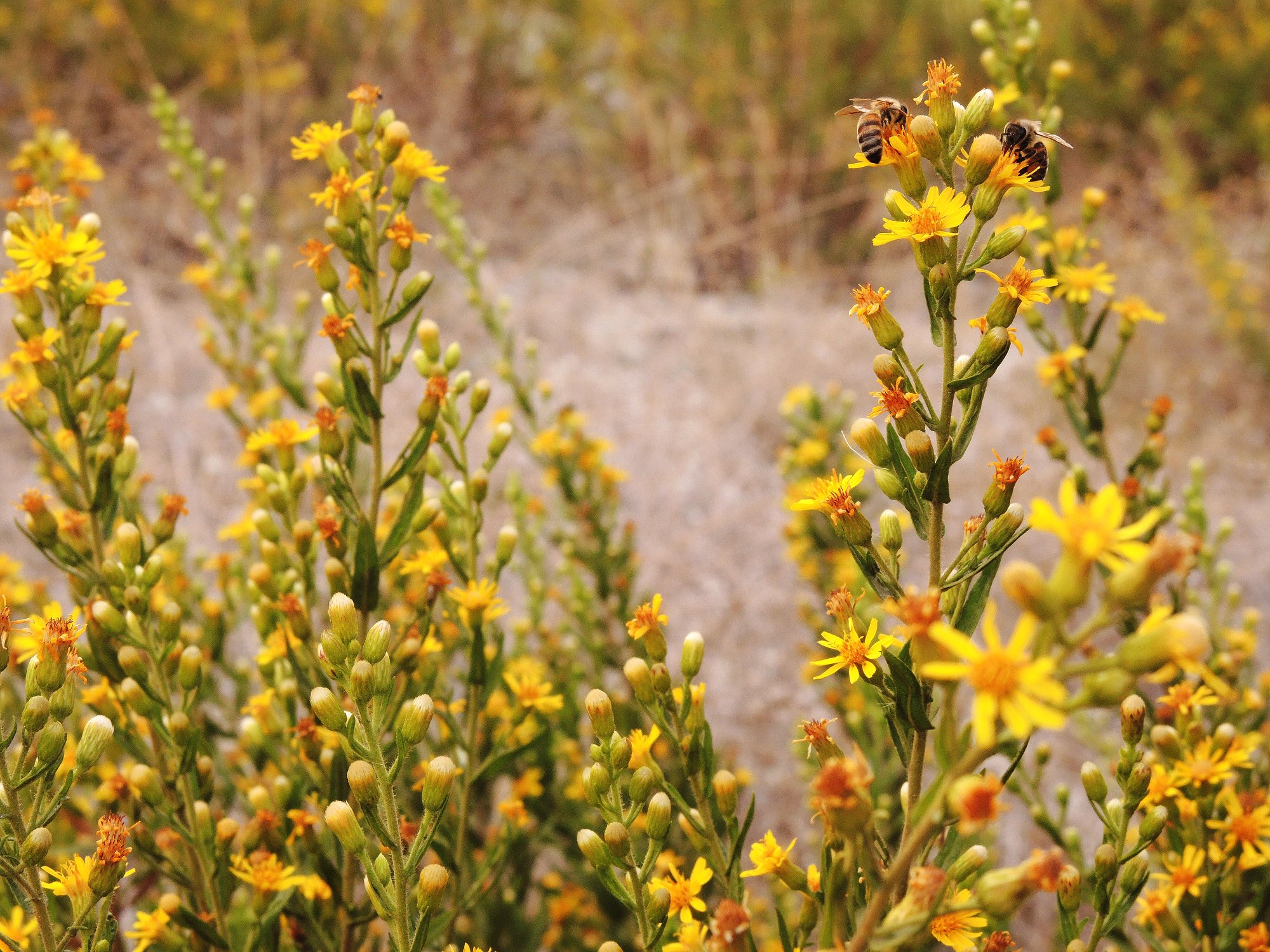 Andız Otu Nedir Faydaları (4)