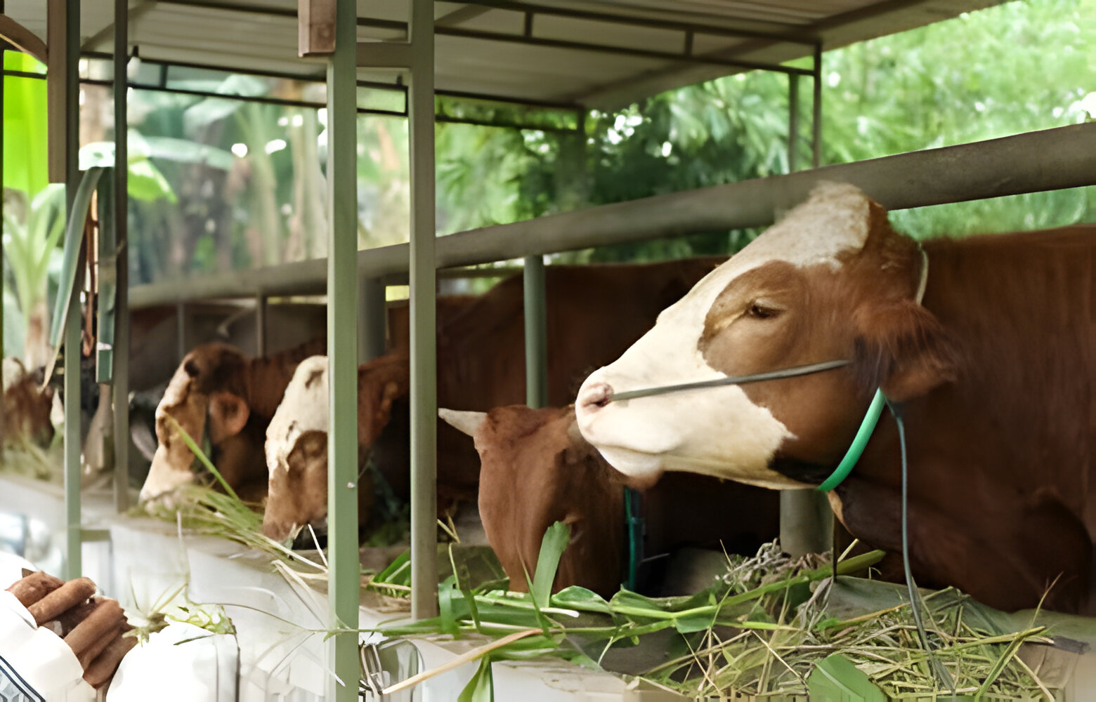 Et Ves Süt Kurumu Kurbanlık Fiyatları (4)