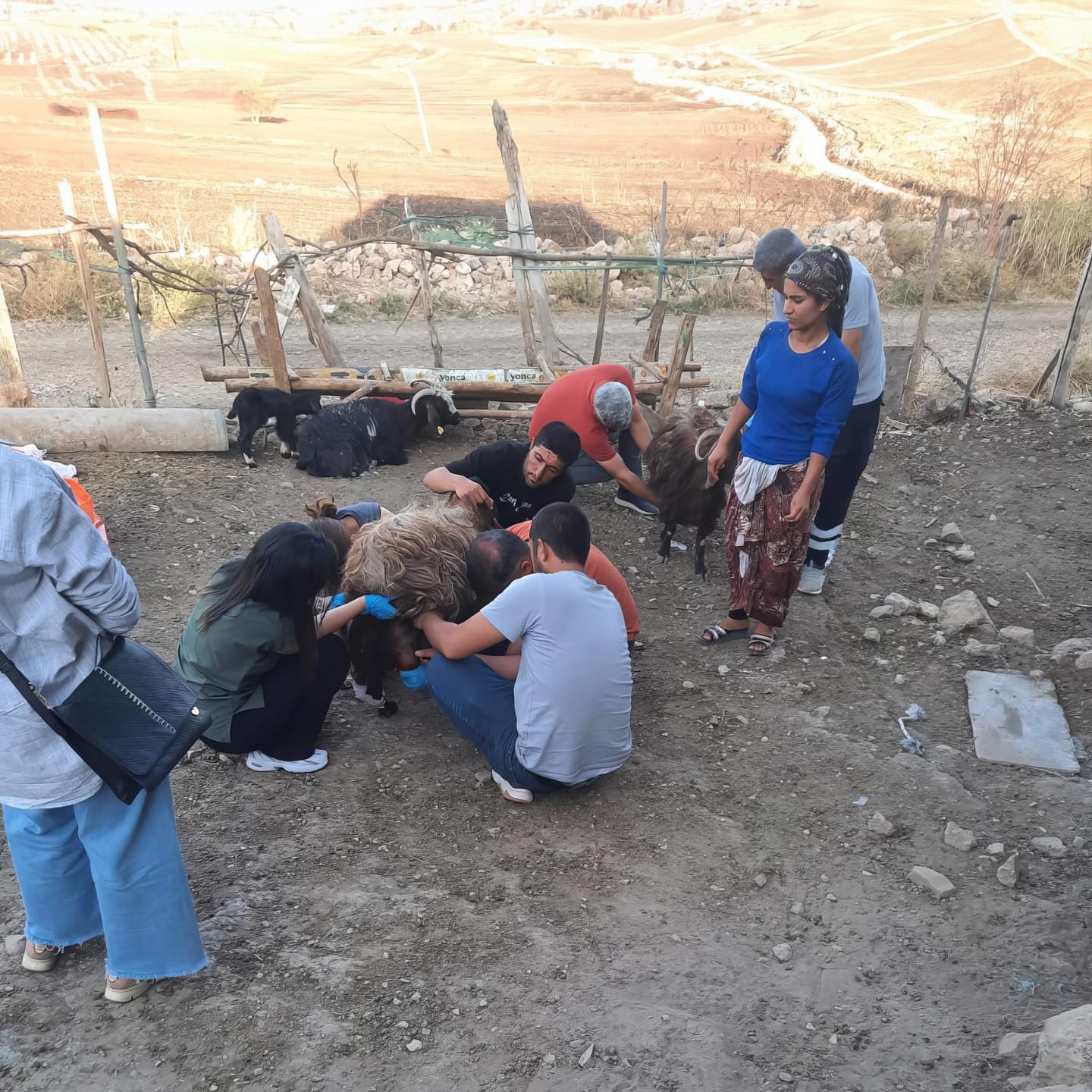 Adıyamandestek (1)