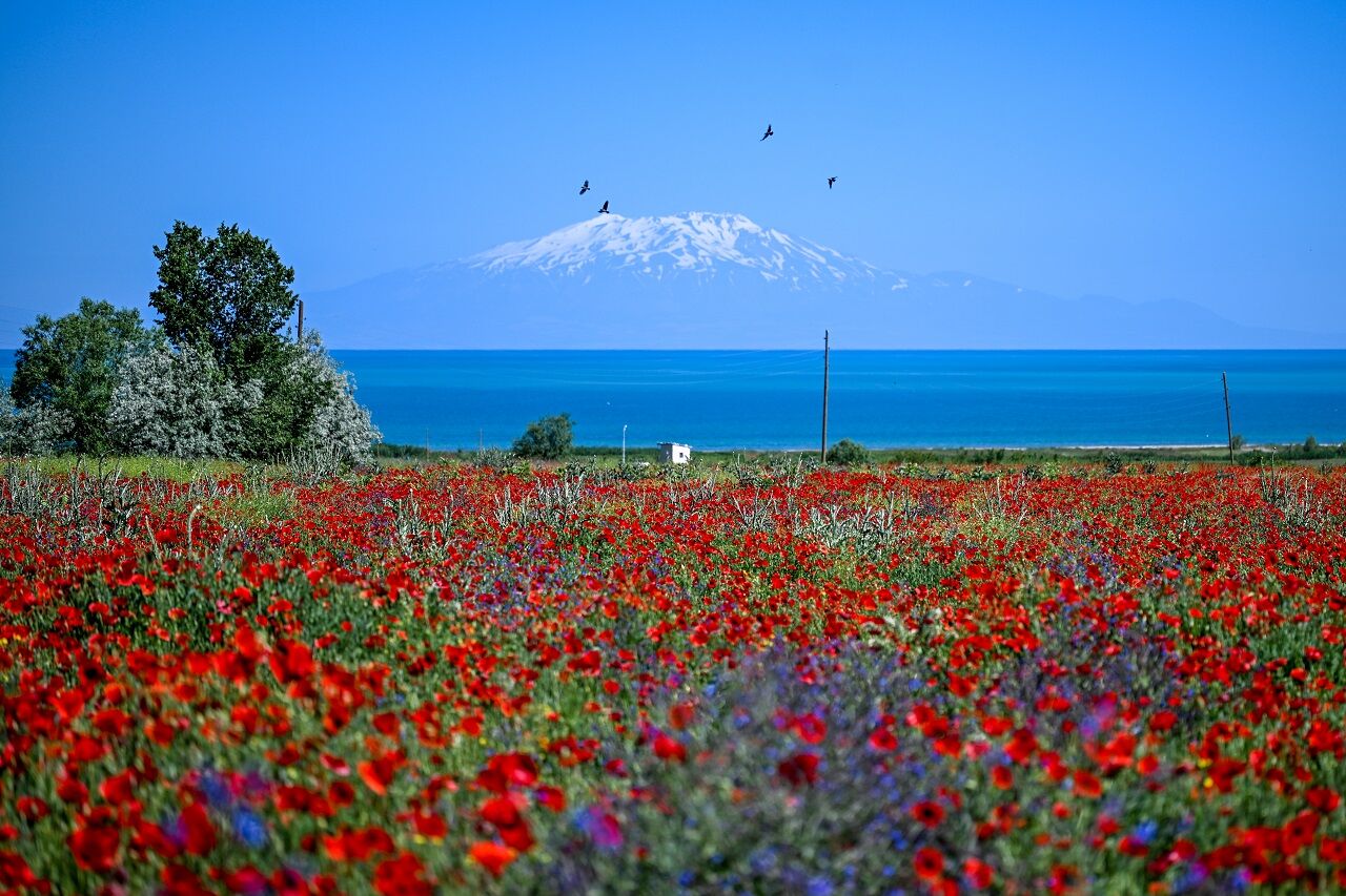 Amed Times Geli̇nci̇k