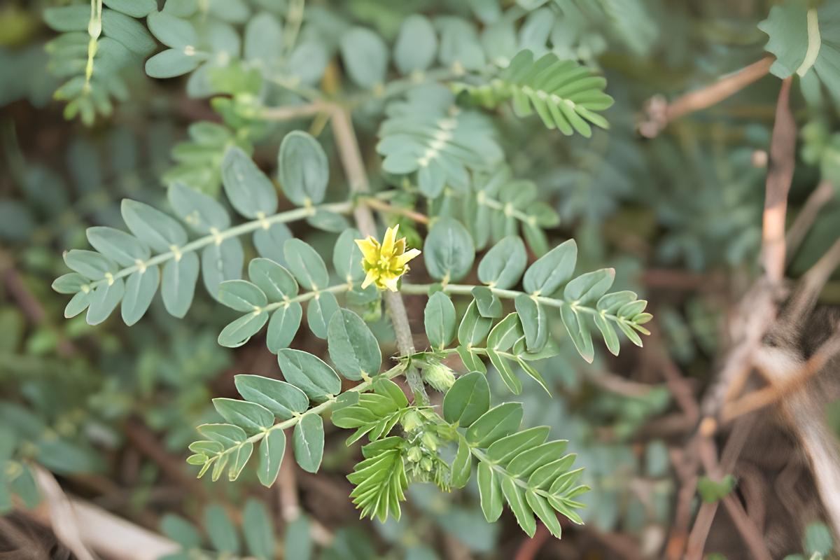Coban Cokerten Otunun Faydalari3