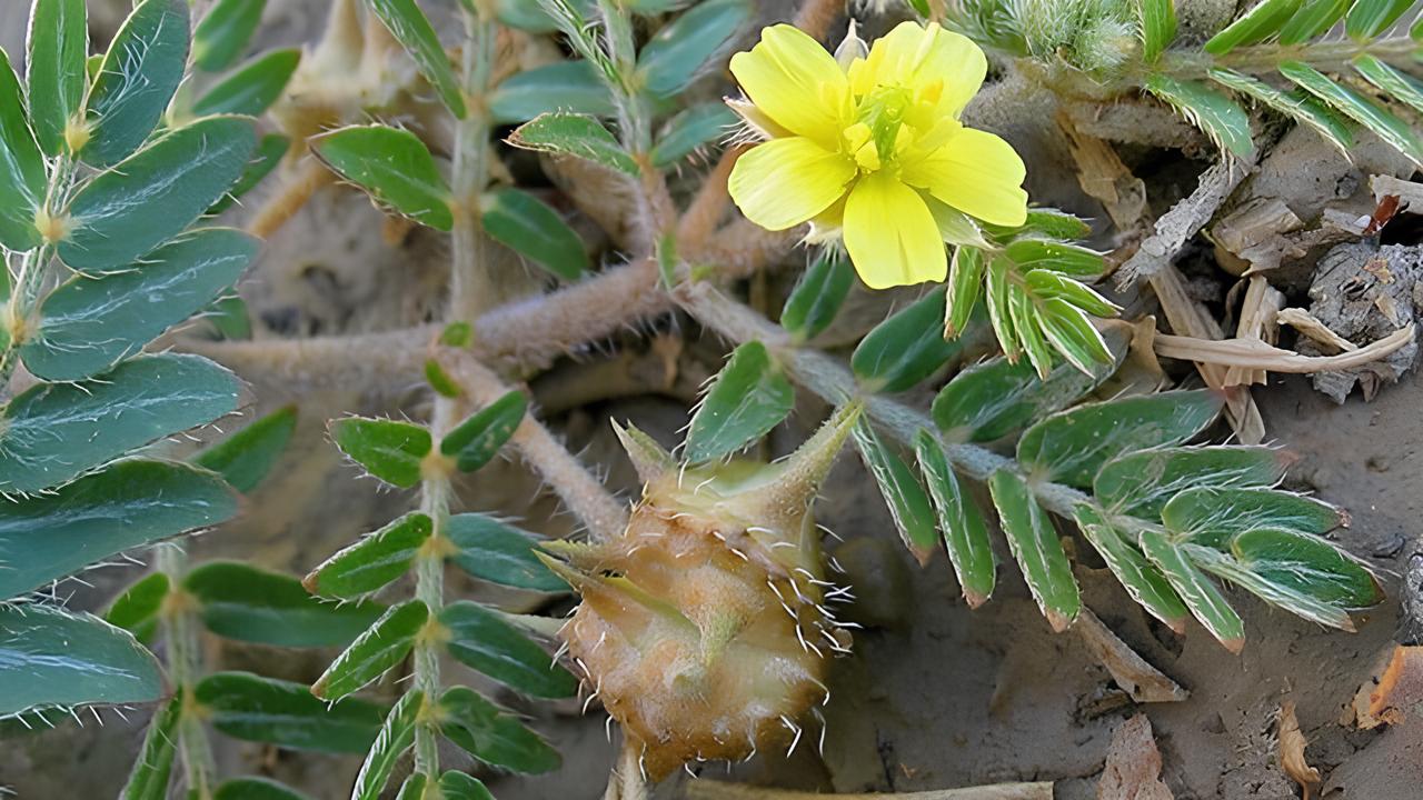 Coban Cokerten Otunun Faydalari4