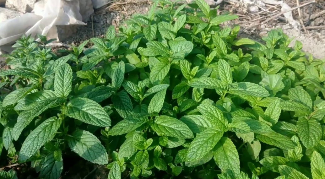 Yarpuz Otu Faydalari3