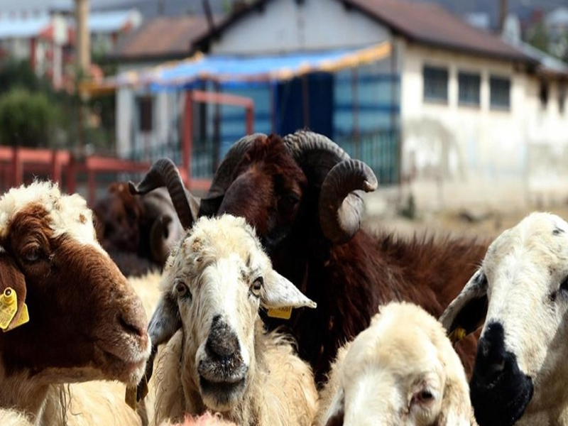 2025 Kurban Kesim Bedeli Ne Kadar Yurtiçi Ve Yurtdışı Fiyatlar Belli Oldu1