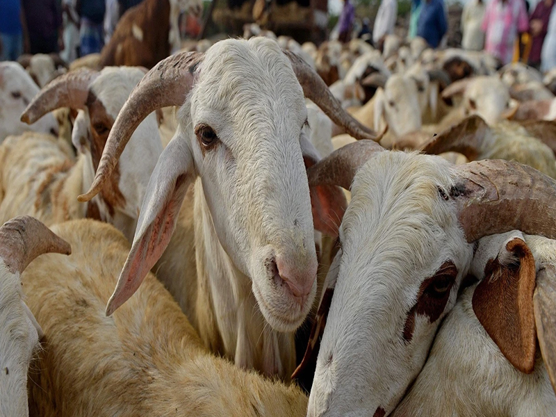 2025 Kurban Kesim Bedeli Ne Kadar Yurtiçi Ve Yurtdışı Fiyatlar Belli Oldu3