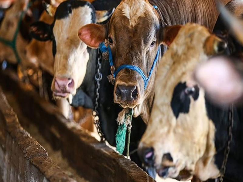 2025 Kurban Kesim Bedeli Ne Kadar Yurtiçi Ve Yurtdışı Fiyatlar Belli Oldu4