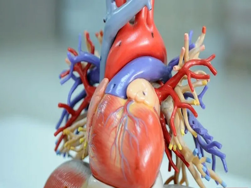 Aort Damarı Nedir Neden Yırtılır Hayatı Tehlikesi Nedir2