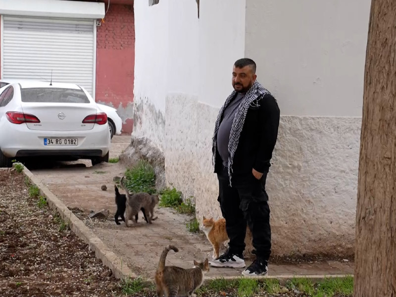 Diyarbakır’ın Bu Mahallesindeki Kediler Sadece Ciğer Yiyor3