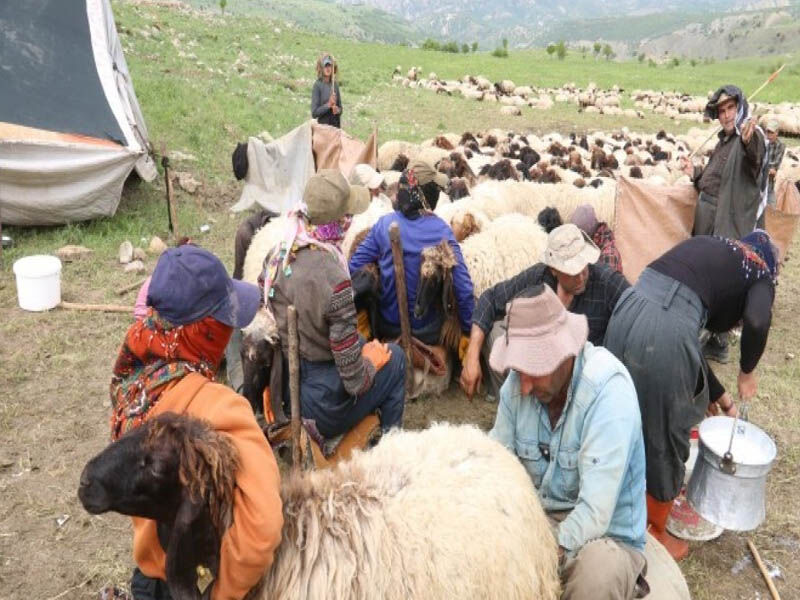 Zagros Dağlarında Kürtlerin Göçebe Hayatı Koçer Kimlere Denir2