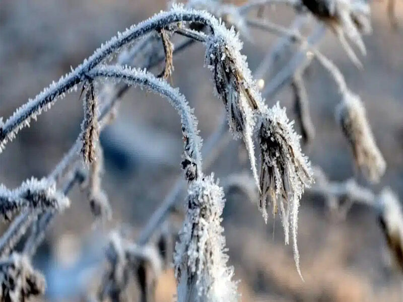 Zirai Don Nedir, Kaç Derecede Olur, Hangi Ürünler Etkilenir Işte Kritik Bilgiler1