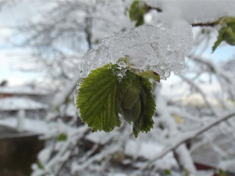Zirai Don Nedir, Kaç Derecede Olur, Hangi Ürünler Etkilenir Işte Kritik Bilgiler2