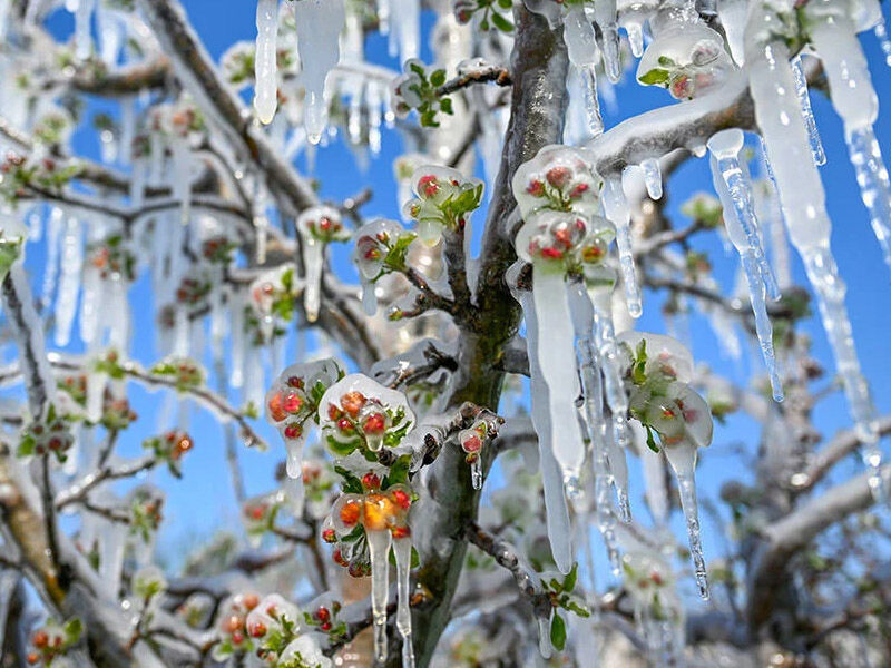 Zirai Don Nedir, Kaç Derecede Olur, Hangi Ürünler Etkilenir Işte Kritik Bilgiler3