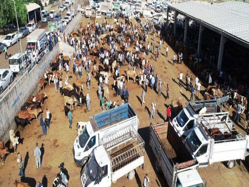 Diyarbakır Hayvan Pazarları Ve Hayvan Kesim Alanları Nerede2
