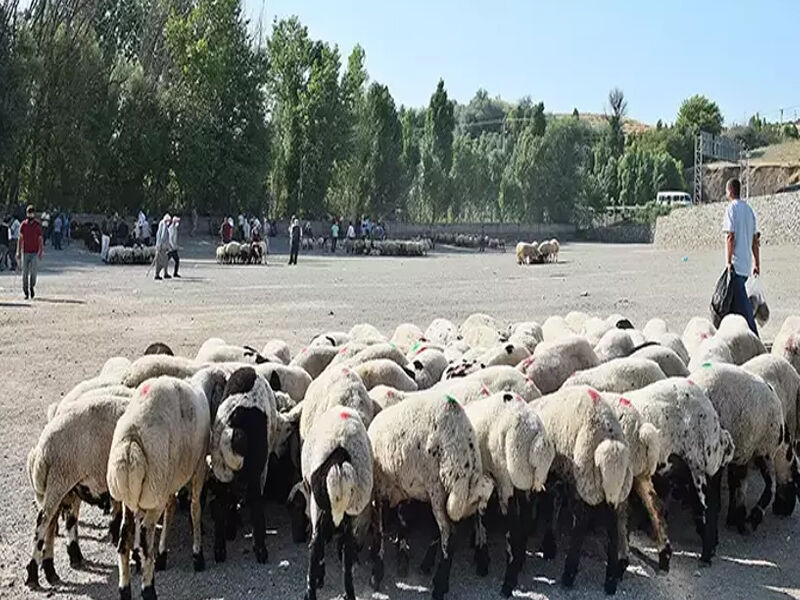 Diyarbakır Hayvan Pazarları Ve Hayvan Kesim Alanları Nerede3