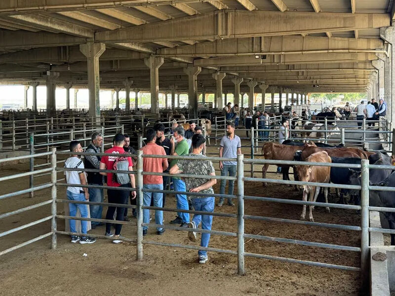 Diyarbakır Hayvan Pazarları Ve Hayvan Kesim Alanları Nerede4