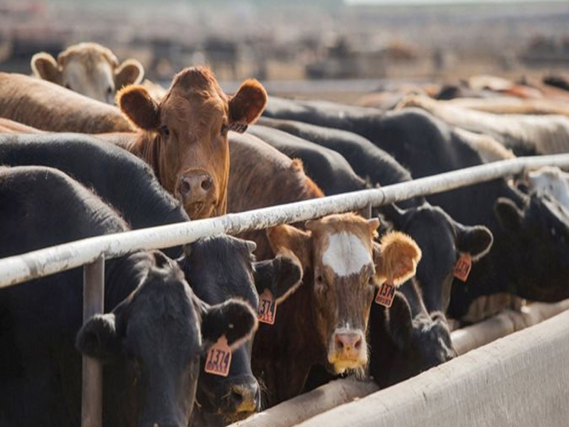 Kırmızı Et Fiyatları Artacak Mı Düşecek Mi İthal Hayvan Çözüm Mü4