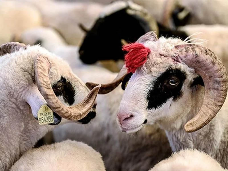 Kurban Eti Kimlere Verilmez3