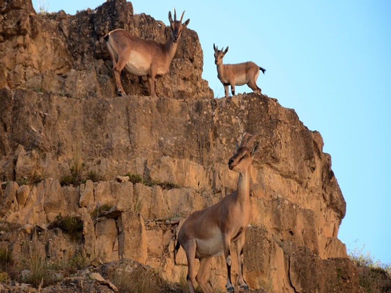 Kürt Halkında Dağ Keçisi Neden Çok Önemli2