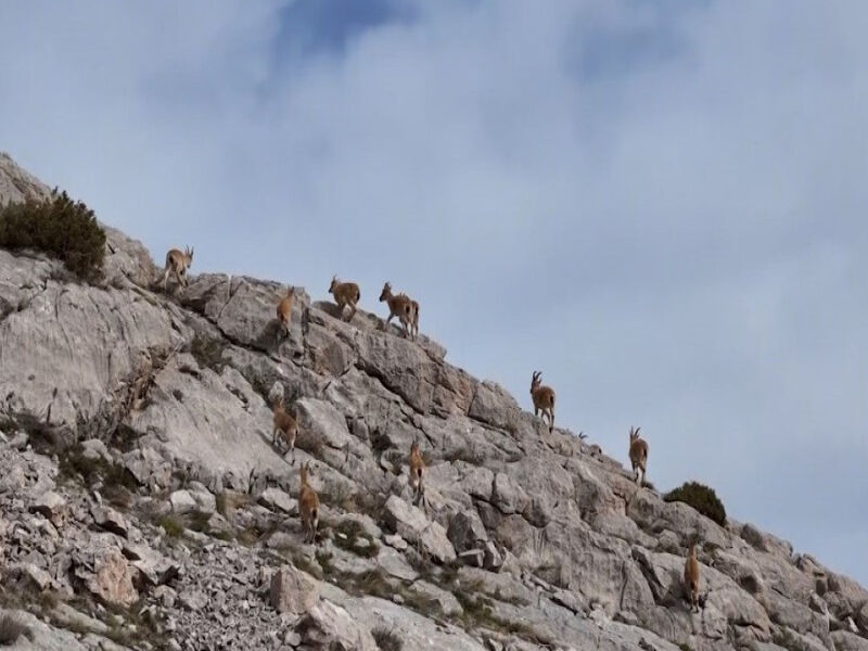 Kürt Halkında Dağ Keçisi Neden Çok Önemli3