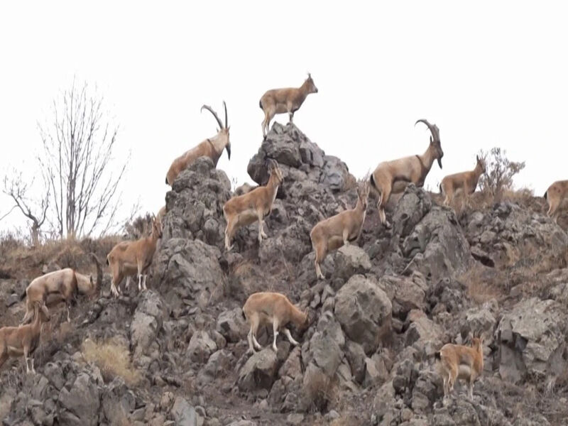 Kürt Halkında Dağ Keçisi Neden Çok Önemli4