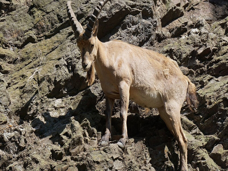 Kürt Halkında Dağ Keçisi Neden Çok Önemli5