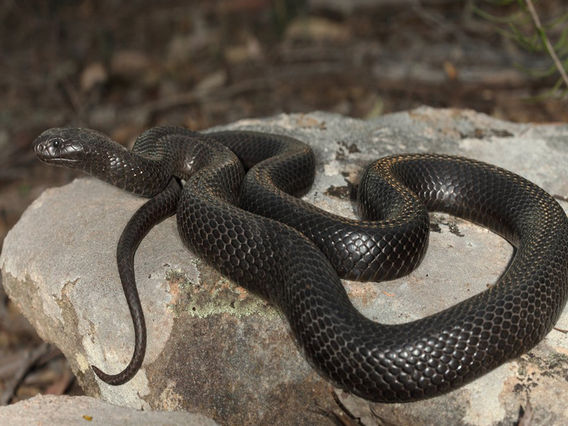 Isınan Havalar Sonrası Ortaya Çıkan Zehirli Hayvanlar Hangisi4