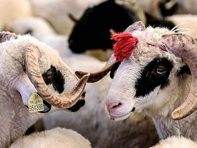 Kürt Halkında Kurban Ve Adak Geleneği Nasıldı 1