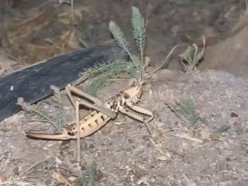 Tarlada Dev Çekirge Alarmı (1)
