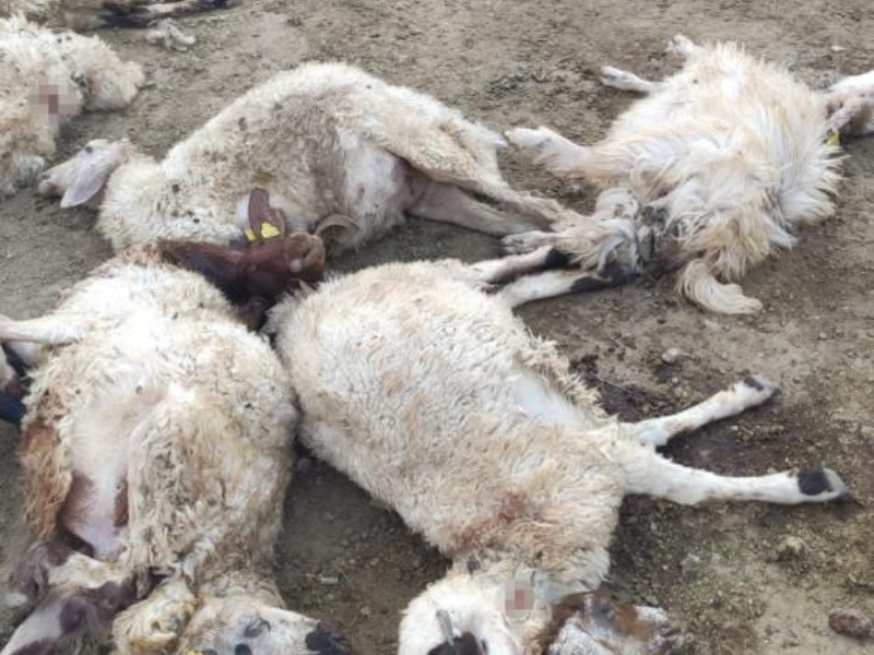 Van’da Kurt Dehşeti 111 Koyun Telef Oldu (1)