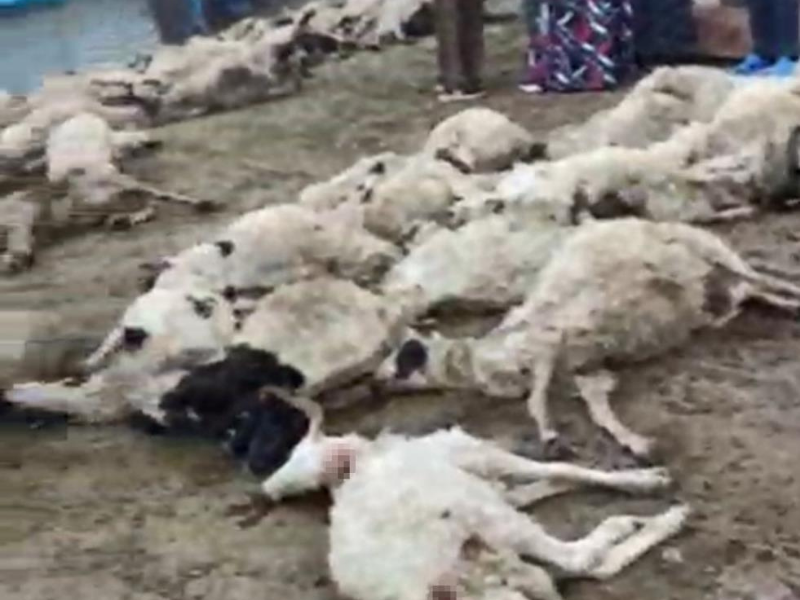 Van’da Kurt Dehşeti 111 Koyun Telef Oldu (2)