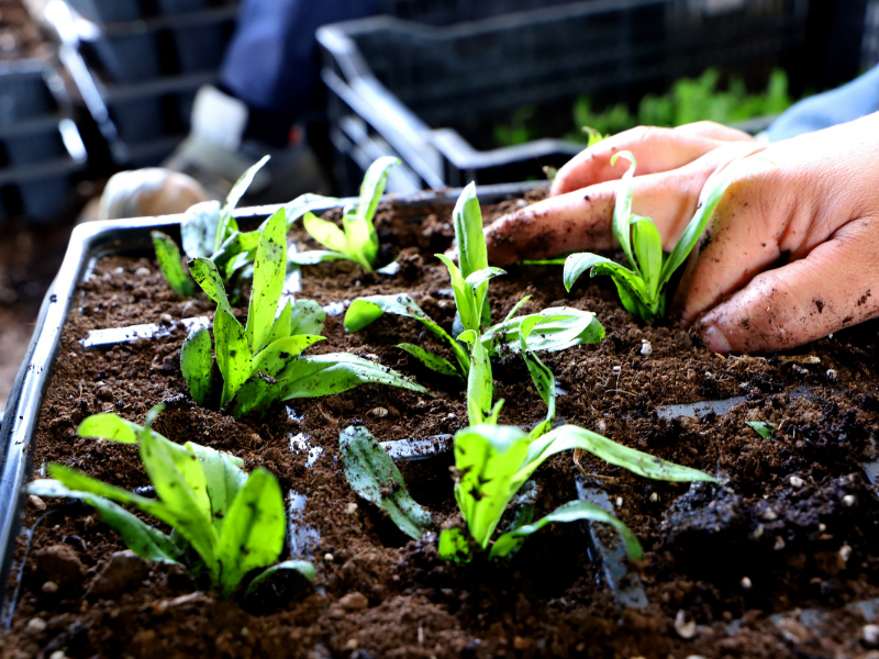 Diyarbakır Renkleniyor Parklar Ve Kavşaklar Çiçeklerle Donatılacak (1)