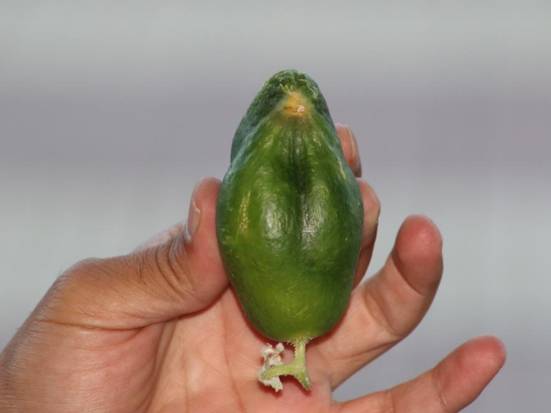 Diyarbakır’da Ilginç Olay Salatalık Serçeye Benzedi (1)