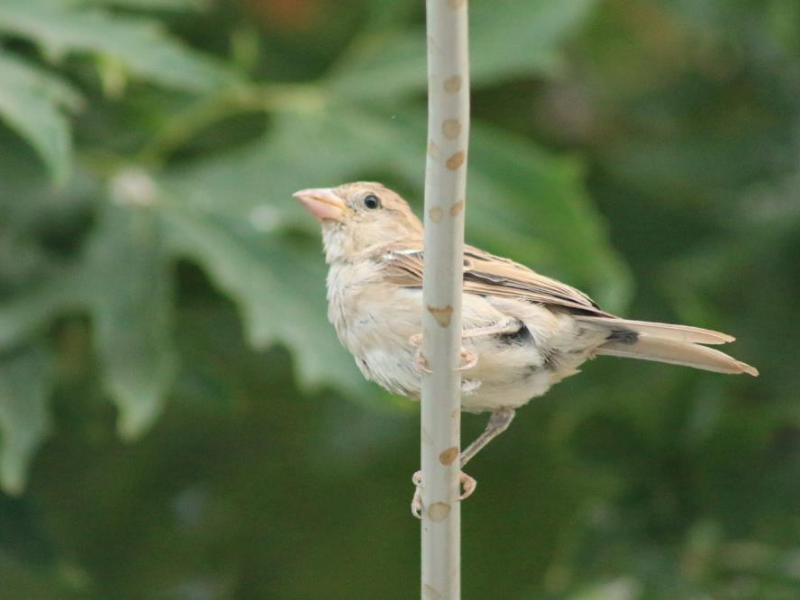 Diyarbakır’da Ilginç Olay Salatalık Serçeye Benzedi (2)