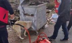 Köpek kafasını konteynıra sıkıştırdı bakın nasıl kurtarıldı