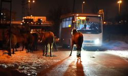 Vahşi Atların şehre indiğini gören bir daha baktı