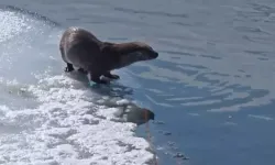 Görenleri şaşkına çeviren av görseli