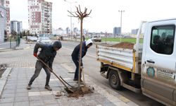 Büyükşehir belediyesinden ağaçlandırma çalışması